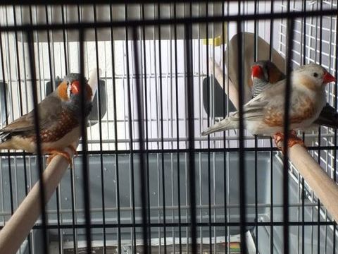 Mandarins m&agrave;&cent;les. 5 86220 Les ormes