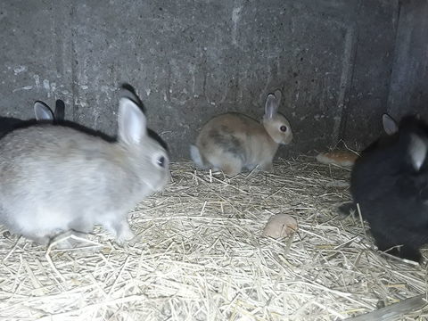 Lapin nain 15 44130 Blain