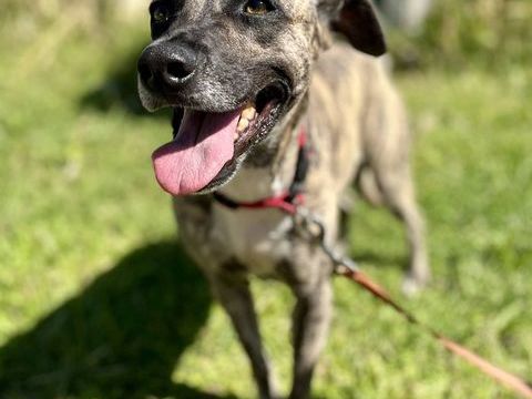 Donna, femelle, crois&eacute;e berger, n&eacute;e le 10/09/2023 380 13100 Aix-en-provence