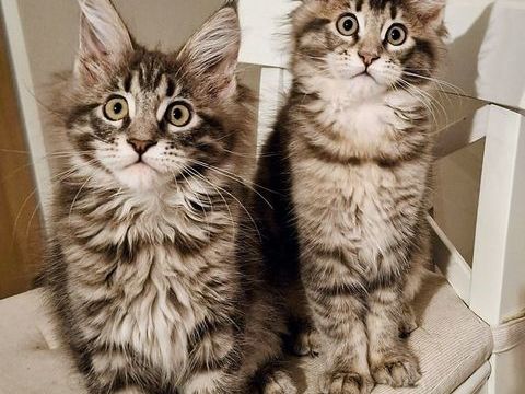 TRES BELLES CHATONNES MAINE COON 1000 76410 Sotteville-sous-le-val
