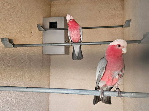 rosalbin 2000 01990 Relevant