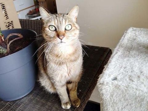 ORIA, magnifique chatte tigrée à adopter via l'association UMA 160 18700 Aubigny-sur-nre