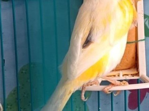 Canaris m&acirc;les - n&eacute;s d&eacute;but 2025 45 68600 Volgelsheim