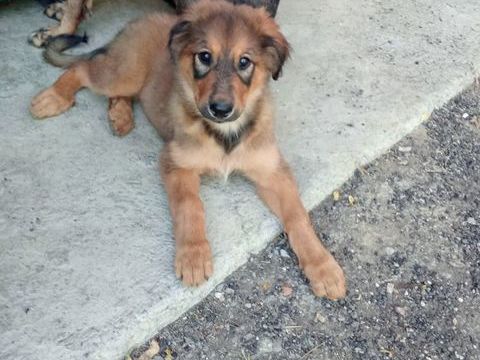 Chiot 3 mois 0 31230 Fabas