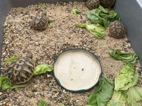 tortue de terre Herman 80 17100 Saint-vaize