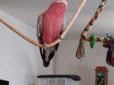 Perroquet 2400 47200 Fourques-sur-garonne