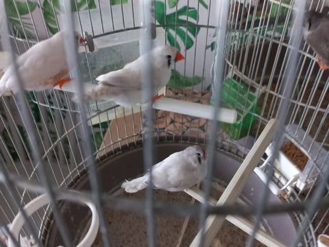 diamant mandarin 5 94440 Villecresnes