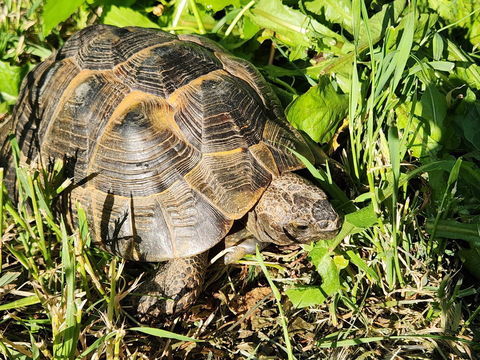 Tortues grecque 0 38150 Salaise-sur-sanne