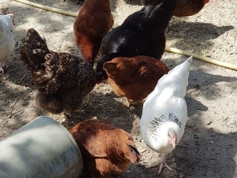 Poules pondeuses 18 78910 Orgerus