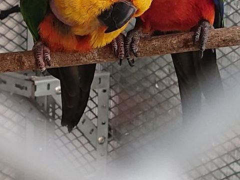 Conure aratinga jandaya 250 95700 Roissy aeroport ch de gaulle