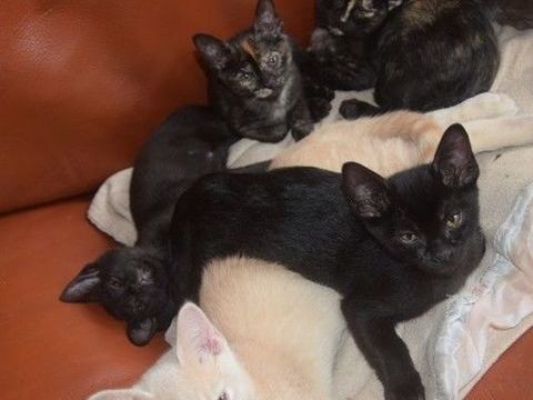 Adorables chatons bombay et burmeses supers câlins 1000 18140 Herry