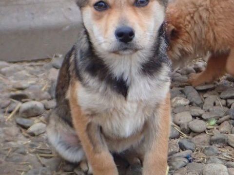 Vitanie &agrave; l'adoption 320 33000 Bordeaux