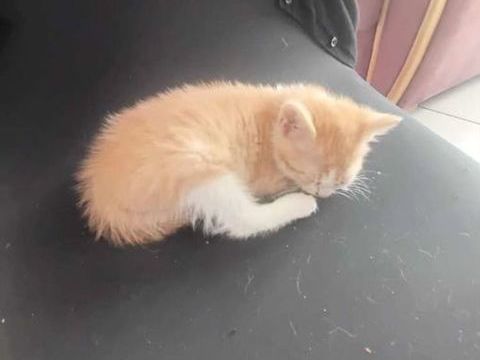 donne chatons 0 59400 Cambrai