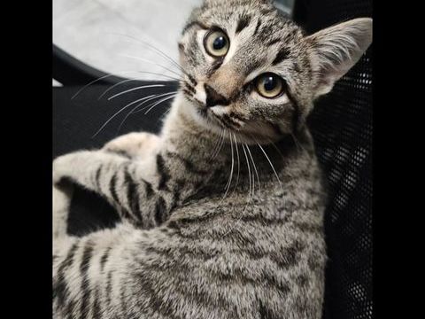 ATHENA 1 84430 Mondragon