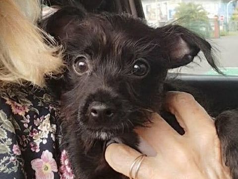 MEZZO le rikiki 300 60000 Beauvais