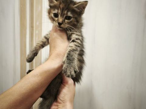 Chatons 0 59590 Raismes