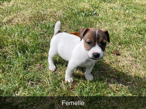 chiot jack russel 800 14770 Saint-jean-le-blanc