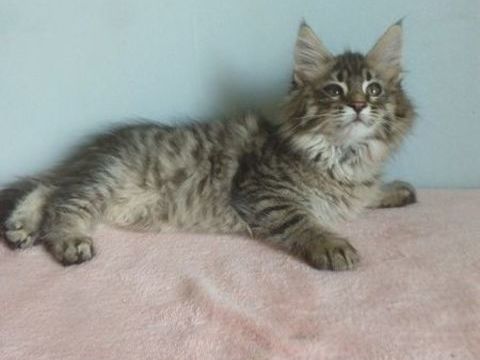 CHATONS MAINE COONS MALES ET FEMELLES 1200 69800 Saint-priest