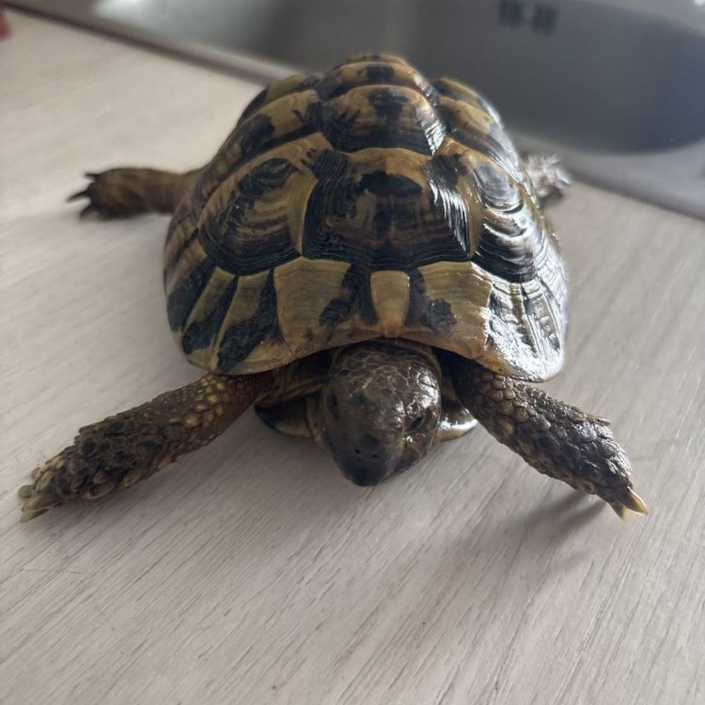   mal tortue  