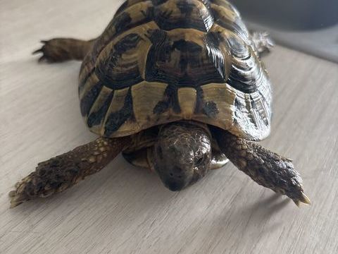 mal tortue 120 06830 Gilette