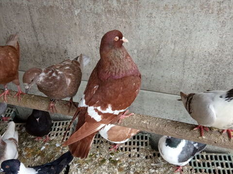 pigeons lynx de pologne nés 2024/2025. 20 18100 Vierzon