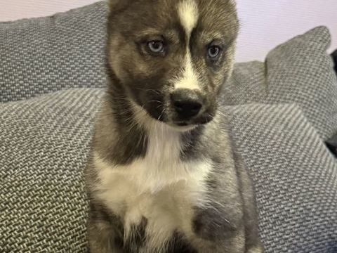 Chiots Husky sibérien LOF 950 76660 Londinires