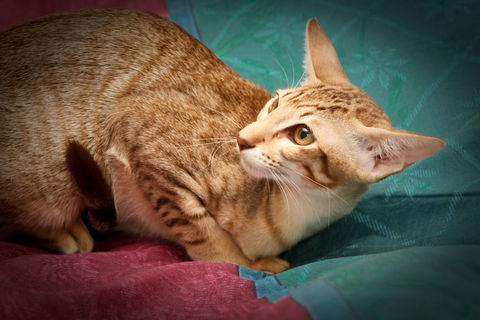 adorable minette orientale 900 45260 Noyers