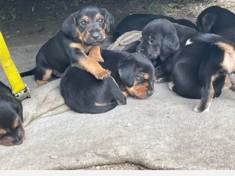 B&eacute;b&eacute;s chiots crois&eacute;s 0 37190 Vallères