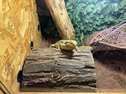 couple pogona et vivarium 
350 59200 Tourcoing