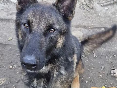 Patrouille 230 26700 Pierrelatte