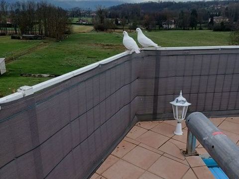 9 pigeons blancs 45 38500 Saint-cassien