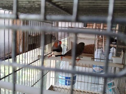 Oiseau exotique 20 93600 Aulnay-sous-bois