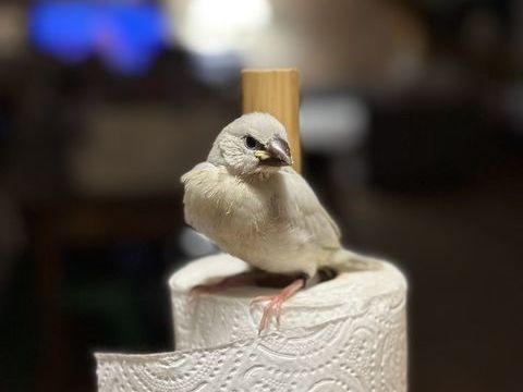 Padda &eacute;l&egrave;ves &agrave; la main 90 24000 P�rigueux