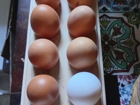 Oeuf 3 22330 Saint-jacut-du-men