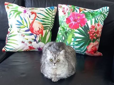 Don chatte british sortair 0 92320 Châtillon