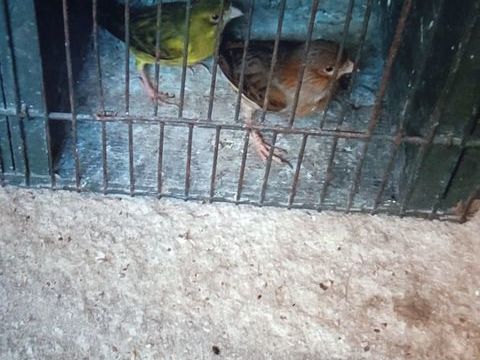 canari 25 33450 Saint-loub�s