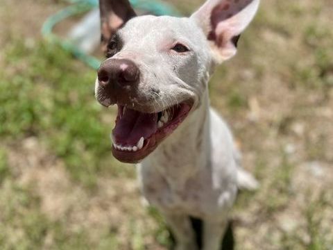 Neo, m&acirc;le crois&eacute; berger, n&eacute; le 01/01/2025 🐶 380 35000 Rennes