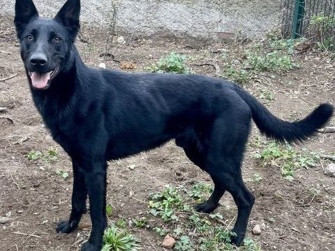 AGRID, chien type berger allemand noir, 1 an non lof 220 34500 B�ziers