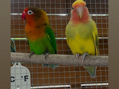 C'est un couple d'inseparables 80 33290 Parempuyre