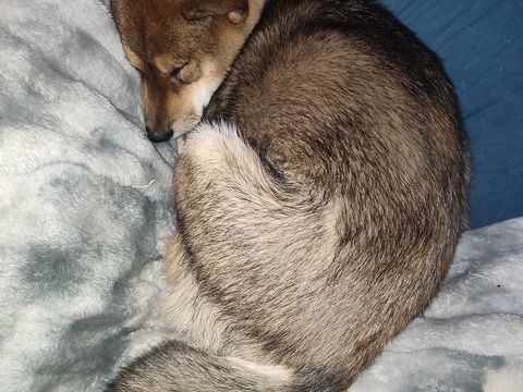 Propose Saillie Shiba Inu Male S&eacute;same (Fauve Charbon) 300 30600 Vestric-et-candiac