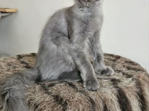 Chaton maine coon Loof femelle 1500 77640 Jouarre