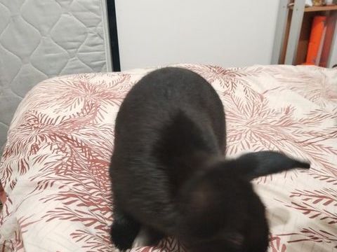 Donne lapin b&eacute;lier 0 69630 Chaponost