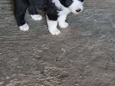 2 chiots crois&eacute;s berger australien border collie 200 64450 Bournos
