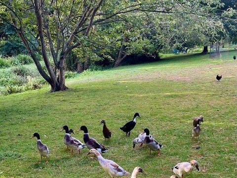 Canards coureurs indiens (m&acirc;les) 0 35730 Pleurtuit