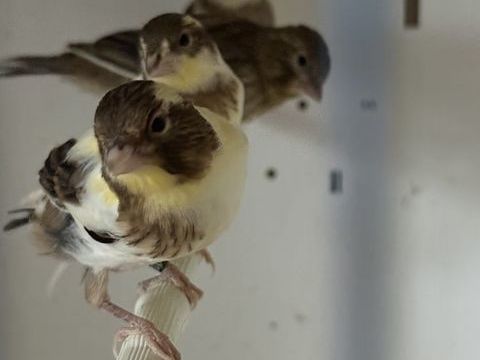 Oiseau canari 20 93330 Neuilly-sur-marne