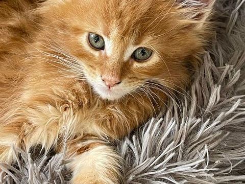 &Agrave; r&eacute;server Superbes chatons Maine Coon  1150 69590 Saint-symphorien-sur-coise
