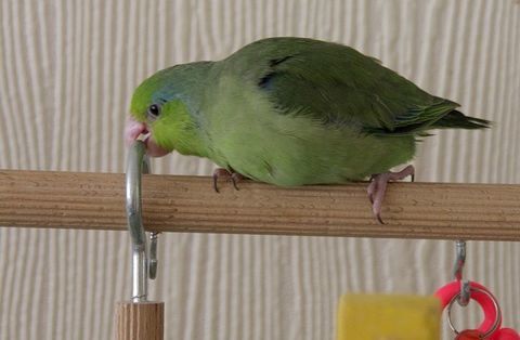 toui celestre male 25 93200 Saint-denis