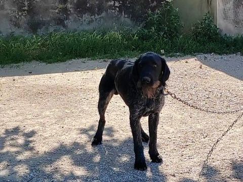 Chien PATOU &agrave; l adoption 250 26300 Chatuzange-le-goubet