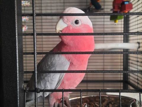 cacatoes rosalbin male
Avec cage 1000 67400 Illkirch-graffenstaden