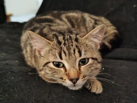 ABEILLE 170 35490 Vieux-vy-sur-couesnon